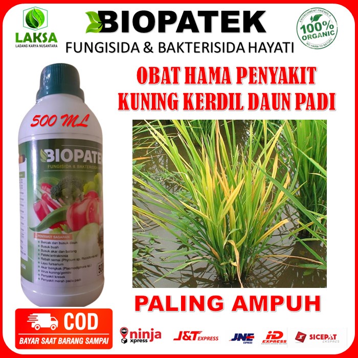 Jual Biopatek Obat Semprot Hama Kuning Kerdil Daun Padi Terampuh