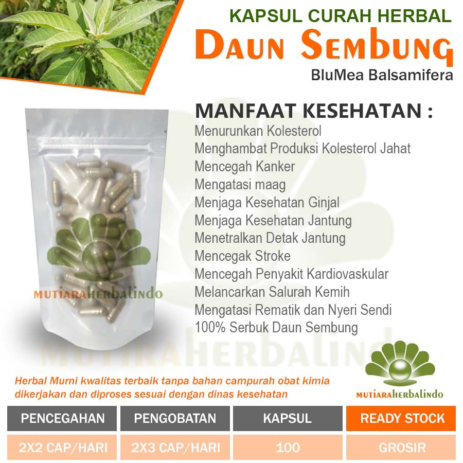 Jual Daun Sembung Kapsul Curah Herbal Wasir Maag Rematik Cacingan