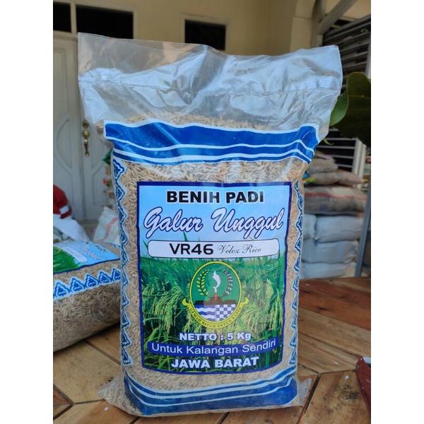 Jual Benih Padi Super Genjah Cepat Panen VR 46 Velo Rice 46 SRI REN