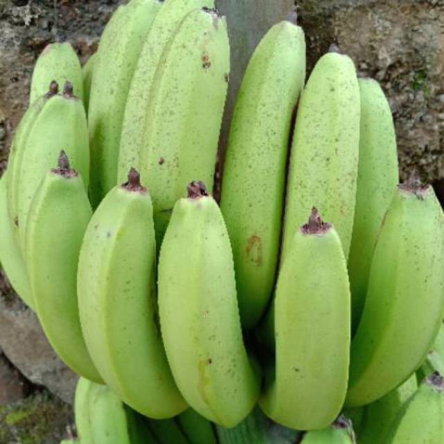 Jual Pisang Ambon Lumut Segar 1kg Shopee Indonesia