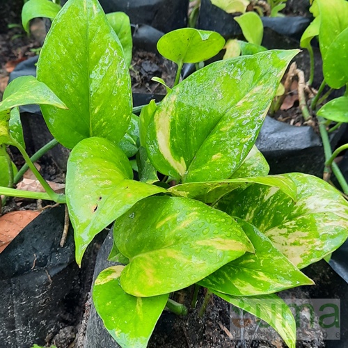 Jual Tanaman Hias Sirih Gading I Epipremnum Aureum Shopee Indonesia