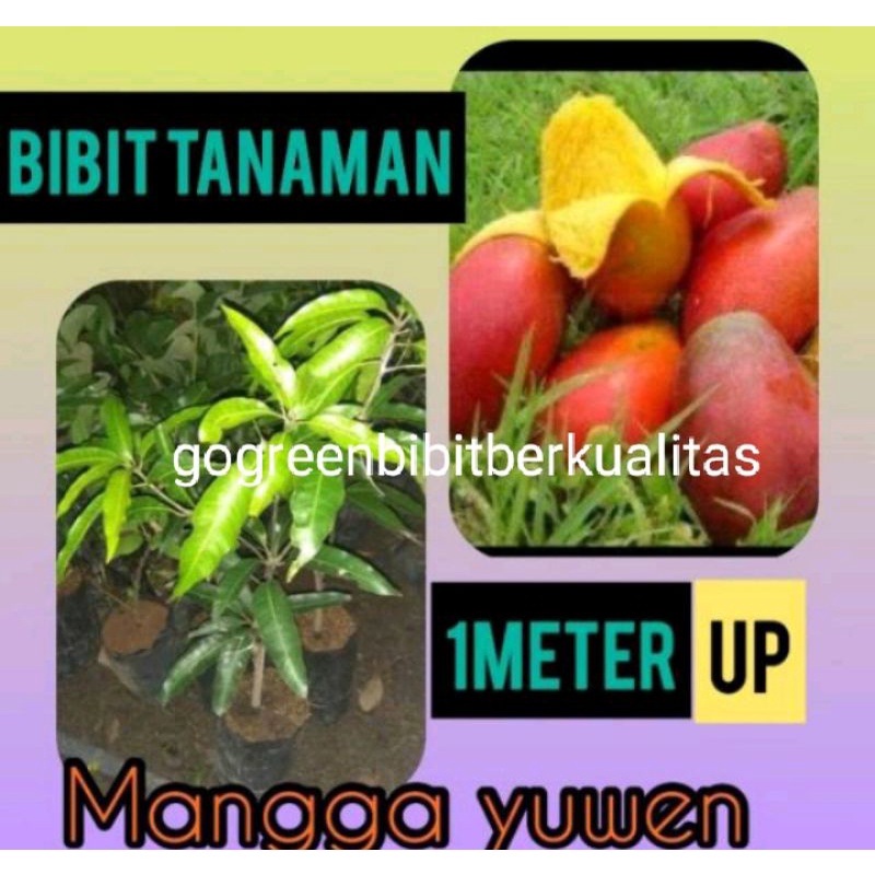 Jual Bibit Buah Mangga Yuwen Ukuran Meter Shopee Indonesia