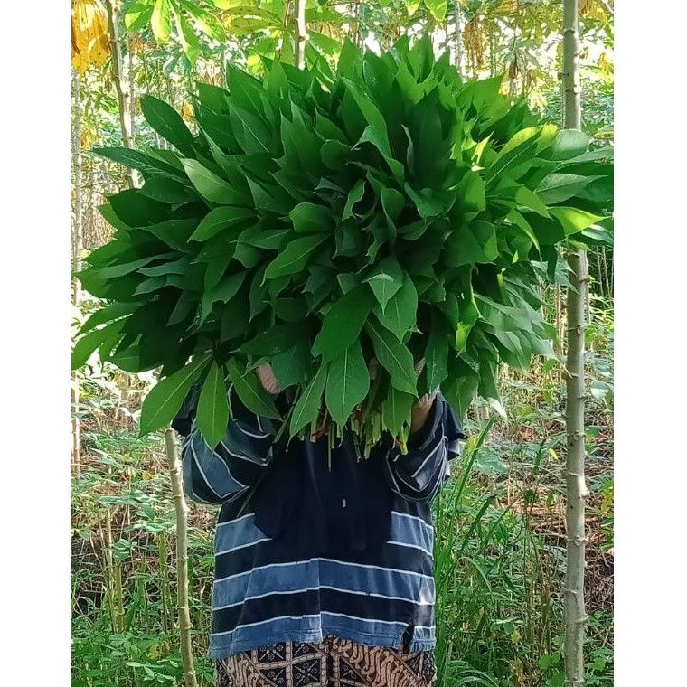 Jual Daun Singkong Ikat Besar Shopee Indonesia