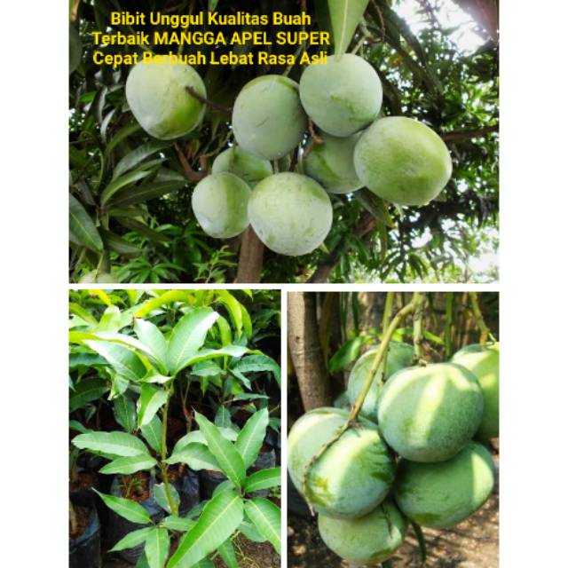 Jual Bibit Tanaman BUAH MANGGA APEL Jenis Super Pohon Pembibitan