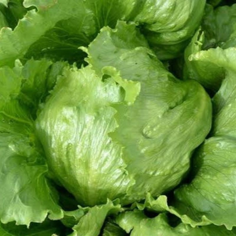 Jual Biji Benih Selada Krop LETTUCE GREAT LAKES Bibit Tanaman Sayur