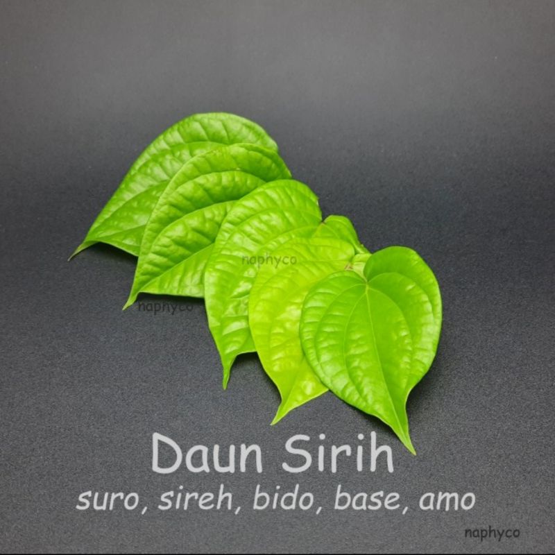 Jual Daun Sirih Fresh Langsung Petik Di Kebun Saat Ada Orderan Masuk