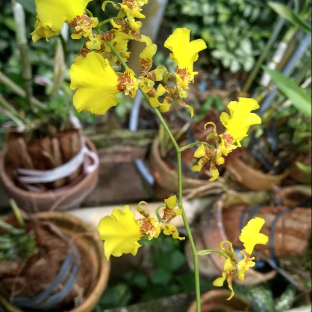 Jual Anggrek Oncidium Golden Shower Versi Murah Kecil Shopee Indonesia