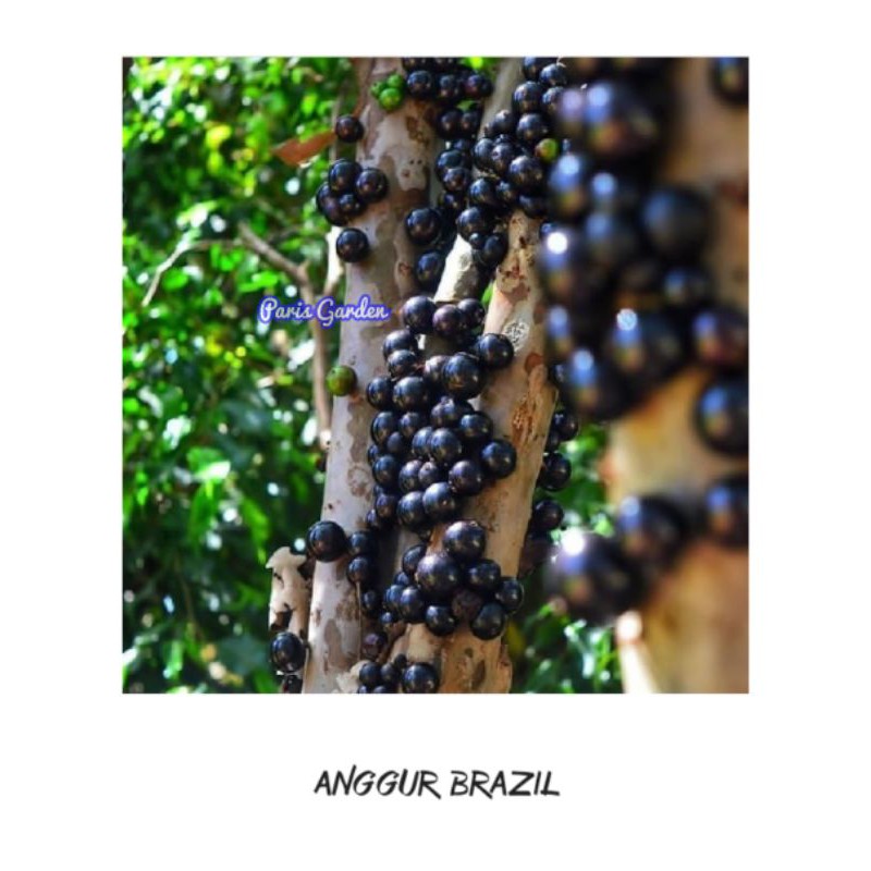 Jual Pohon Anggur Brazil Bibit Tanaman Anggur Brazil Jaboticaba