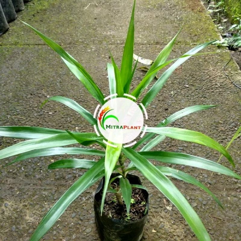 Jual Bibit Pohon Suji Tanaman Daun Pandan Suji Pewarna Hijau Alami