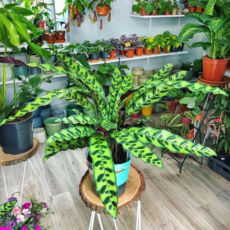 Jual Tanaman Hias Calathea Lancifolia Pohon Meranti Ekor Merak