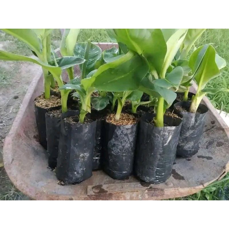 Jual Bibit Pisang Barangan Super Shopee Indonesia