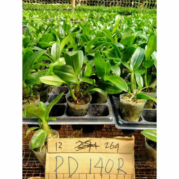 Jual Anggrek Dendrobium Bulat Pd R Shopee Indonesia