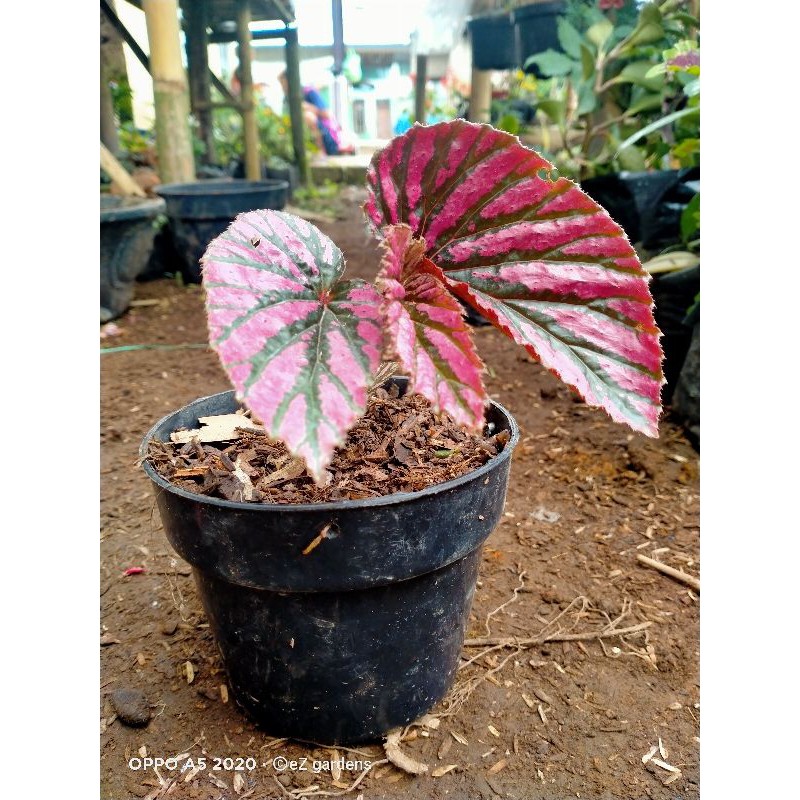 Jual Tanaman Hias Begonia Brevirimosa Rex Walet Red Walet Realpic