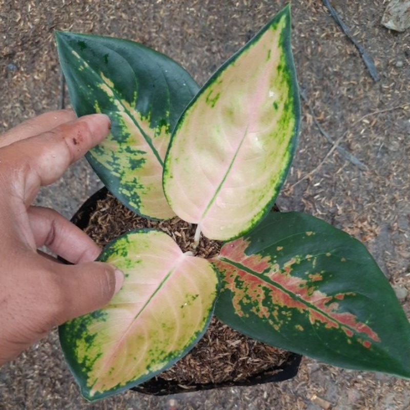 Jual Aglonema Sultan Brunei Shopee Indonesia