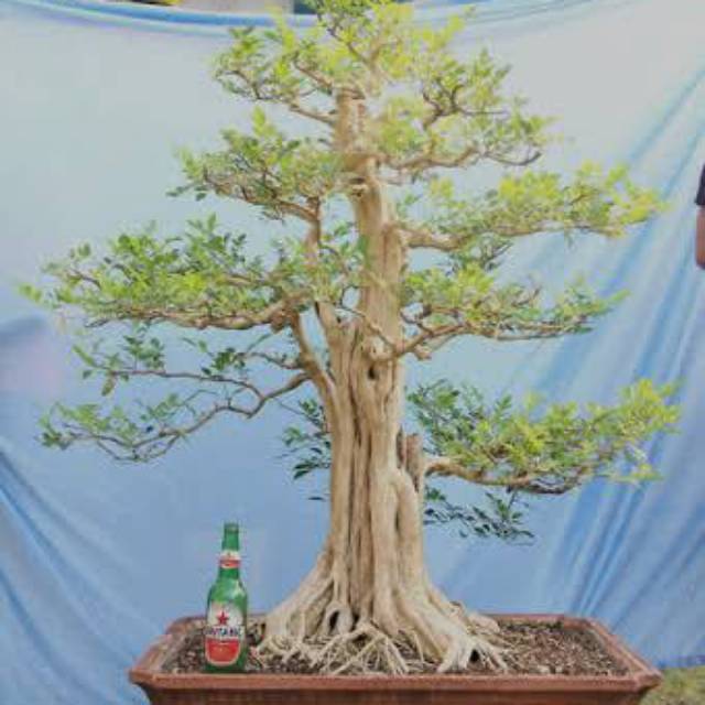 Jual Bahan Bonsai Kemuning Kecil Shopee Indonesia