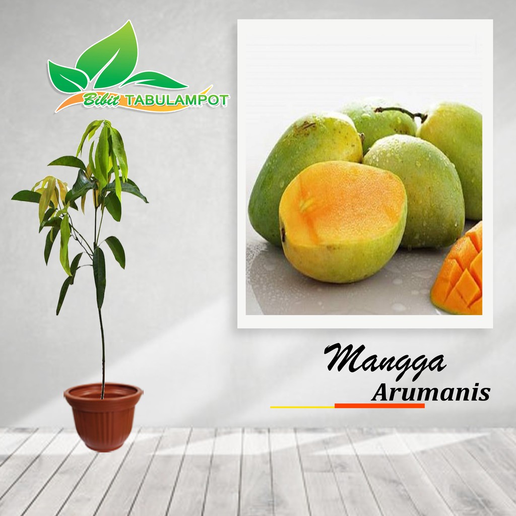 Jual Bibit Tanaman Buah Mangga Arumanis 60cm Shopee Indonesia