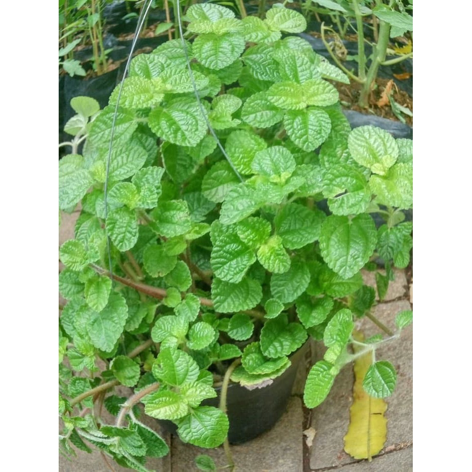 Jual Jual Bibit Tanaman Daun Mint Peppermint Shopee Indonesia