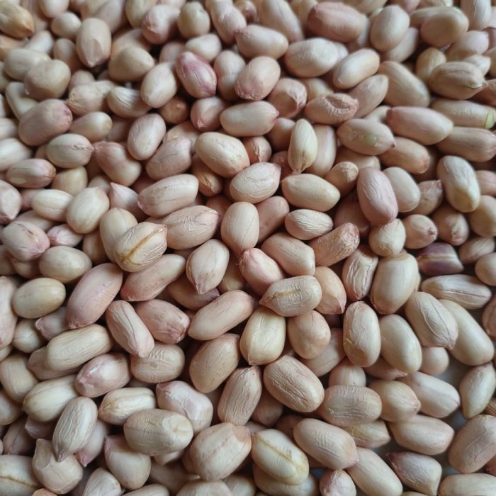 Jual 1KG BENIH KACANG TANAH VARIETAS GAHJAH SUPER Shopee Indonesia