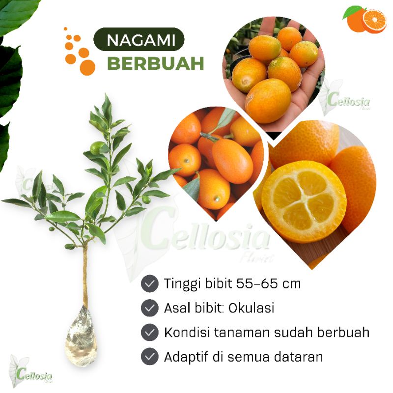 Jual Bibit Tanaman Buah Jeruk Nagami Kumquat Sudah Berbuah Shopee