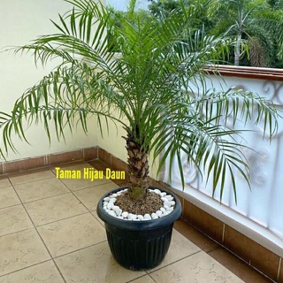 Jual Pohon Palem Phoenix Tanaman Langka Cocok Untuk Tanaman Indoor