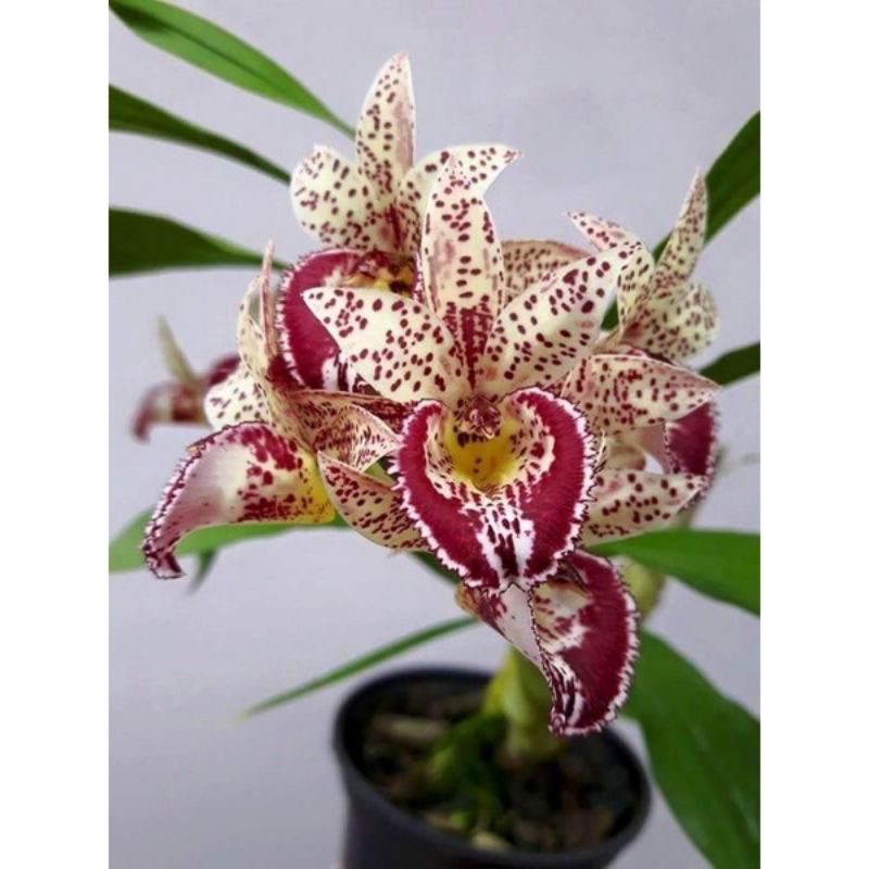 Jual Seedling Anggrek Dendrobium Red Heart Bunga Tanaman Hidup Bunga