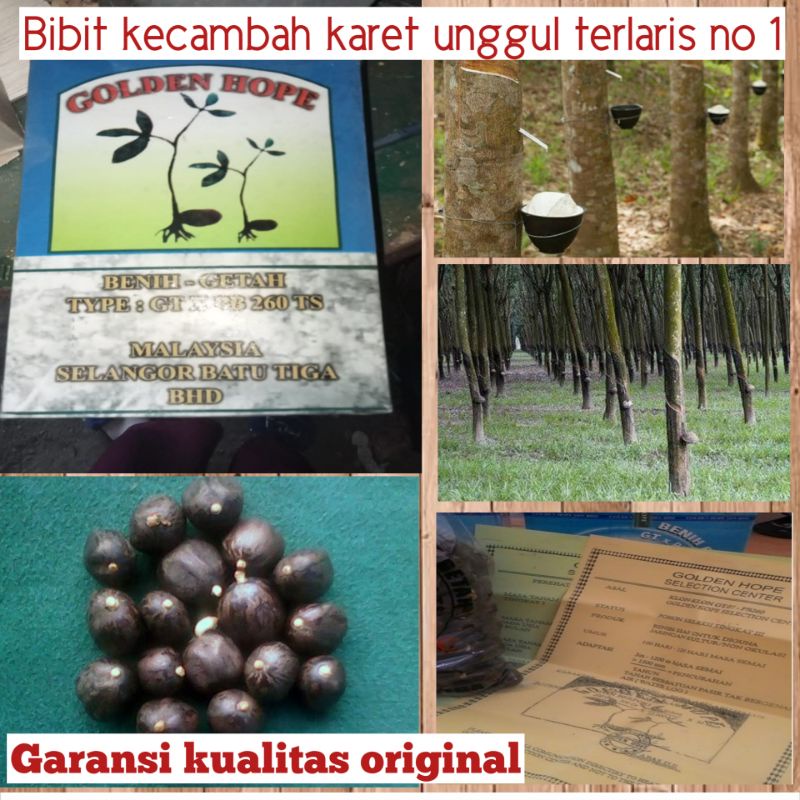 Jual BENIH BIBIT KECAMBAH POLONG KARET MERAH UNGGUL ASLI BIBIT KARET