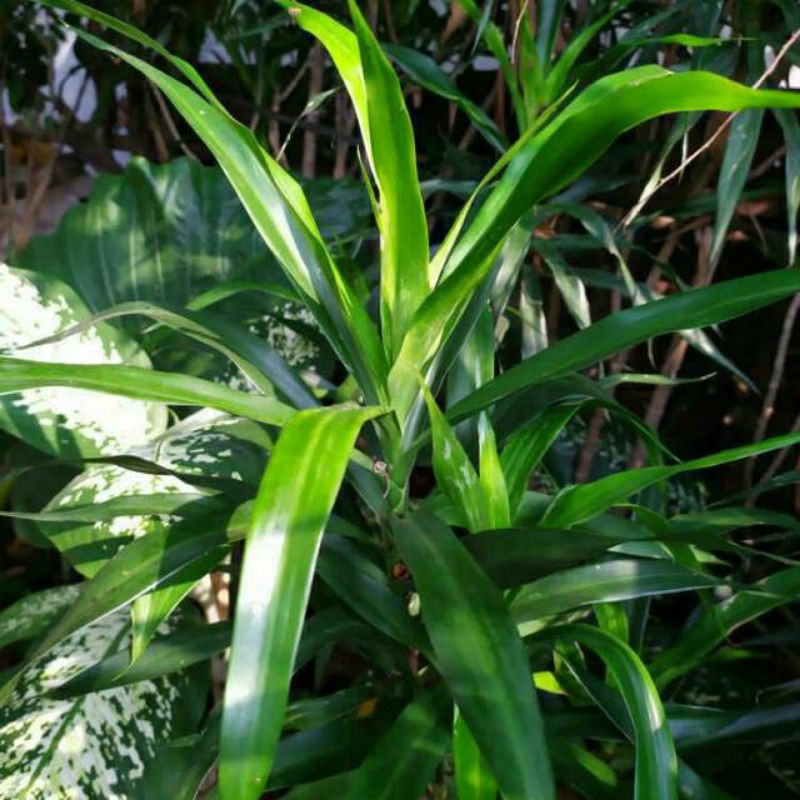 Jual Bibit Daun Suji Pewarna Alami Pewarna Hijau Alami Dracaena Suji