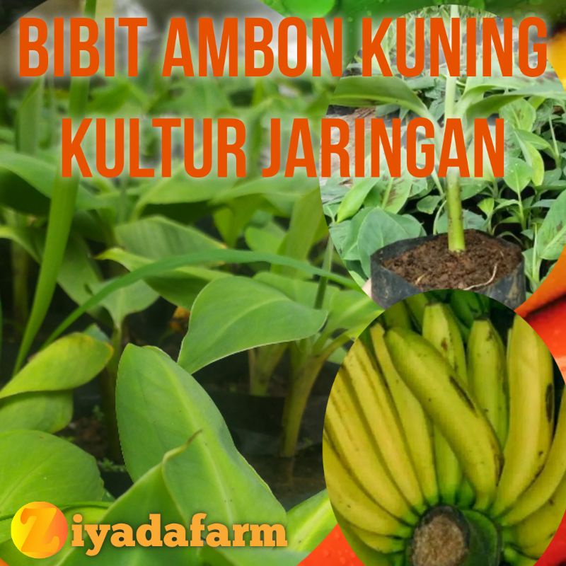 Jual SELALU PROMO Bibit Tanaman Unggul Pisang Ambon Kuning Kultur