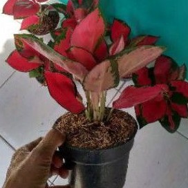 Jual Aglonema Suksom Jaipong Culture Rumpun Stang Pendek Shopee