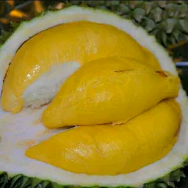 Jual Bibit Tanaman Durian Petruk Shopee Indonesia