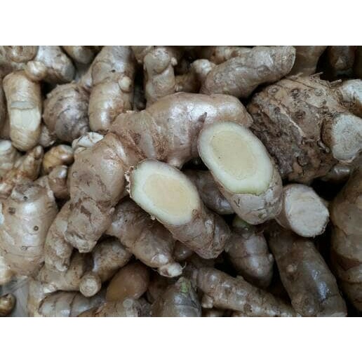 Jual Kunyit Temu Putih Segar Kg Curcuma Zedoaria Herbal Kanker