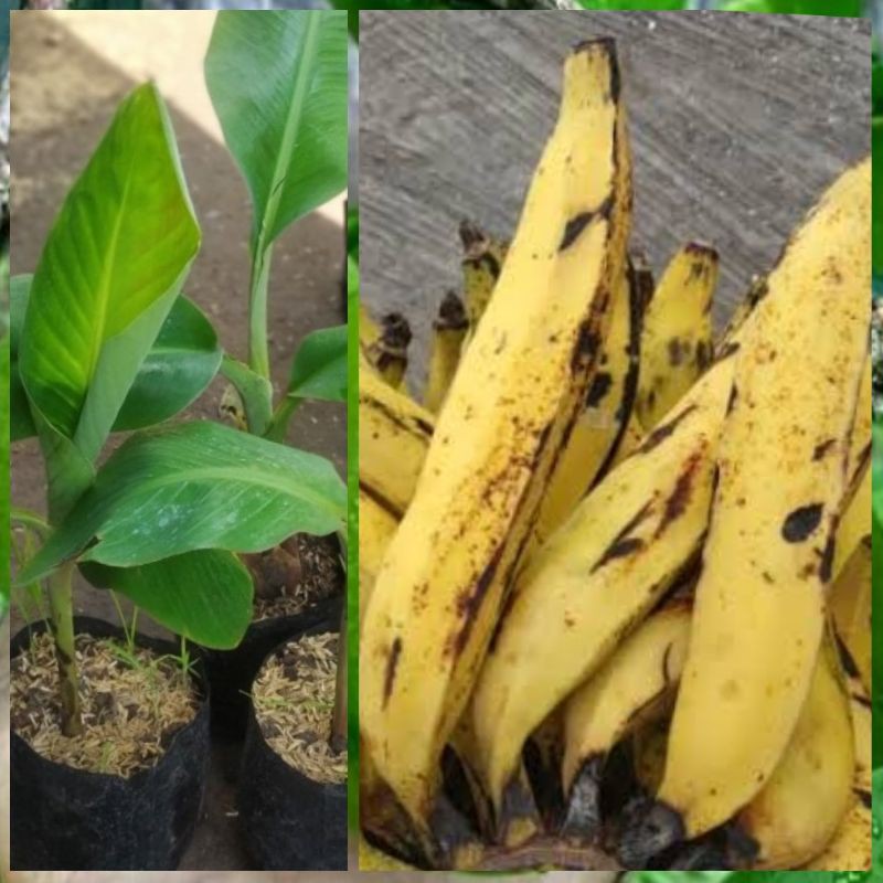 Jual Bibit Tanaman Buah Pisang Candi Unggul Shopee Indonesia