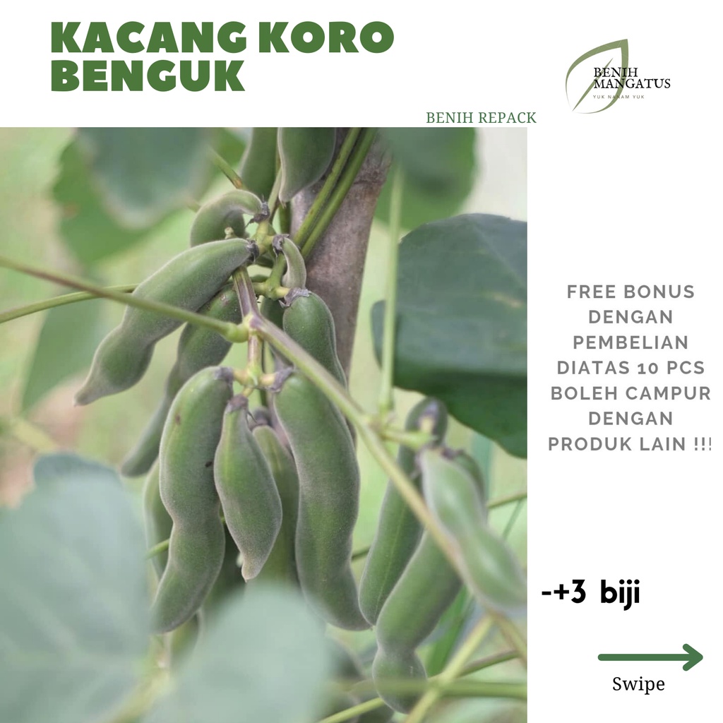 Jual C 30 Benih KACANG KORO BENGUK 3 BIJI Tanaman Sayuran MURAH Repack