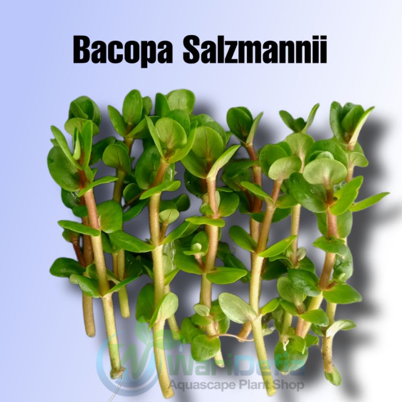 Jual Bacopa Salzmannii Tanaman Aquascape Batang Shopee Indonesia