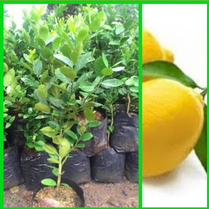 Jual Jual Bibit Tanaman Pohon Jeruk Lemon Tea Bibit Jeruk Lemon