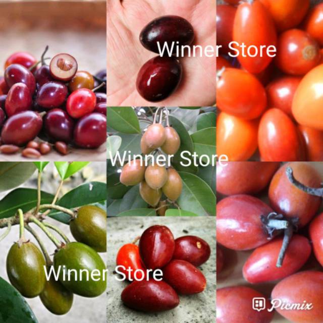 Jual Bibit Benih Buah Sawo Kecik Butir Shopee Indonesia