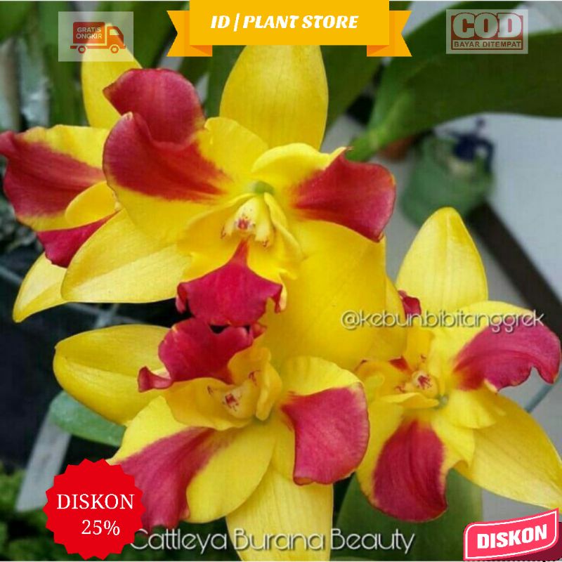 Jual Anggrek Dendrobium Dewasa Cattleya Burana Beauty Anggrek