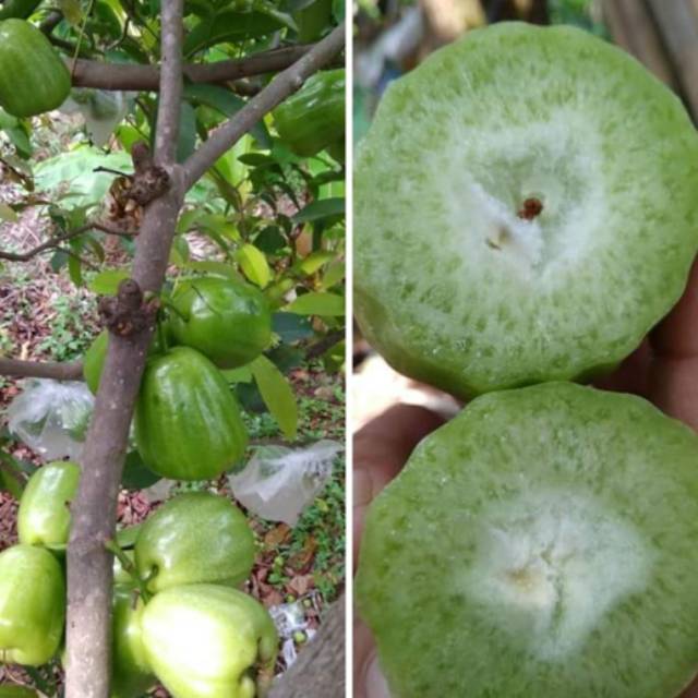 Jual Bibit Jambu Air Super Green Shopee Indonesia