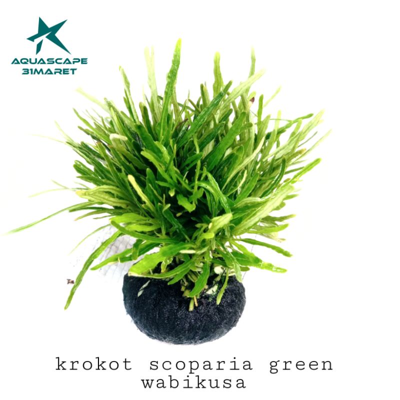 Jual Hemigraphis Repanda Green Media Wabikusa Tanaman Aquascape