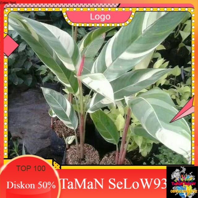 Jual Tanaman Hias Heliconia Varigata Pohon Pisang Pisangan Heliconia