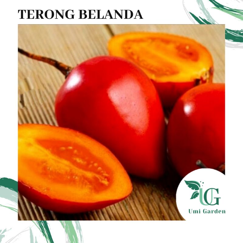 Jual Biji Benih Buah Terong Belanda Asam Shopee Indonesia