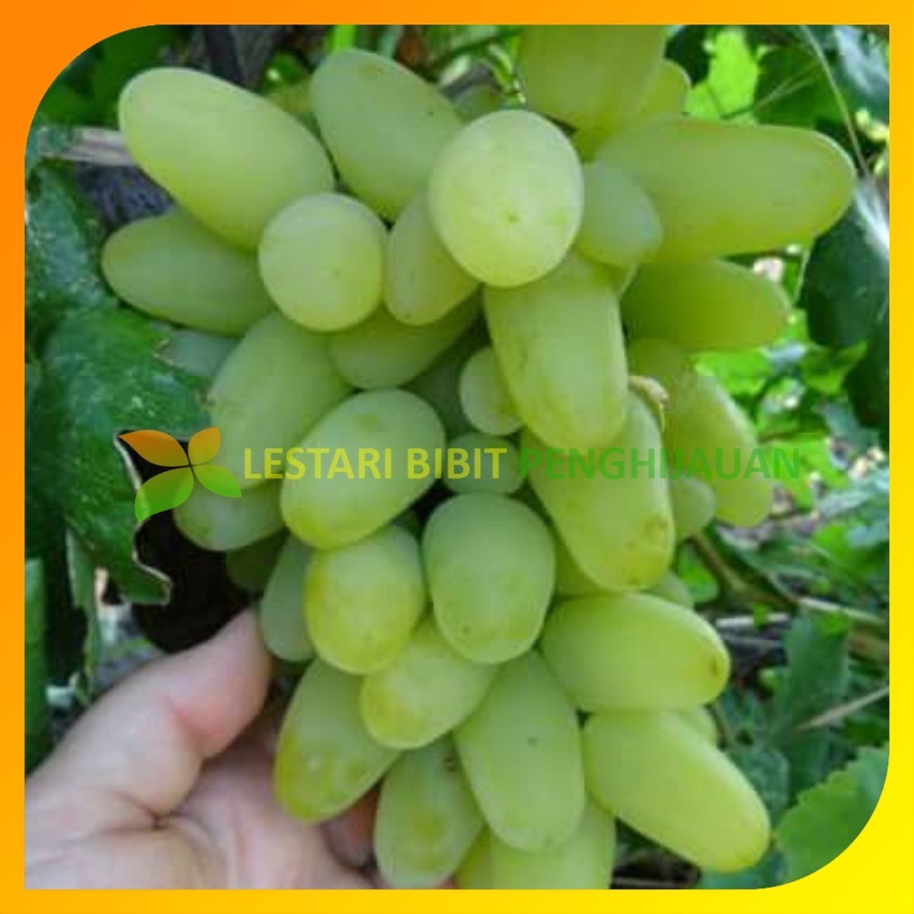 Jual Bibit Anggur Import Bazhena Grafting Siap Berbuah Original