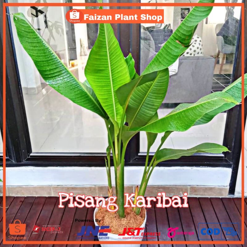 Jual Tanaman Hias Pisang Karibay Tanaman Pisang Karibai Pisang