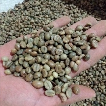 Jual KOPI ROBUSTA GREEN BEAN ROBUSTA BIJI KOPI ROBUSTA KWALITAS SUPER