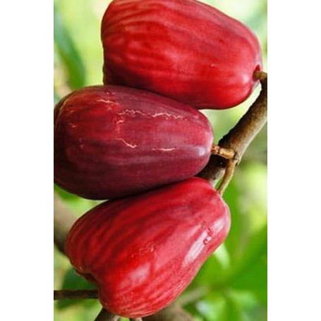 Jual Pah1Ng 5 Jenis Bibit Jambu Madu Deli Citra Jamaica Kristal Getas