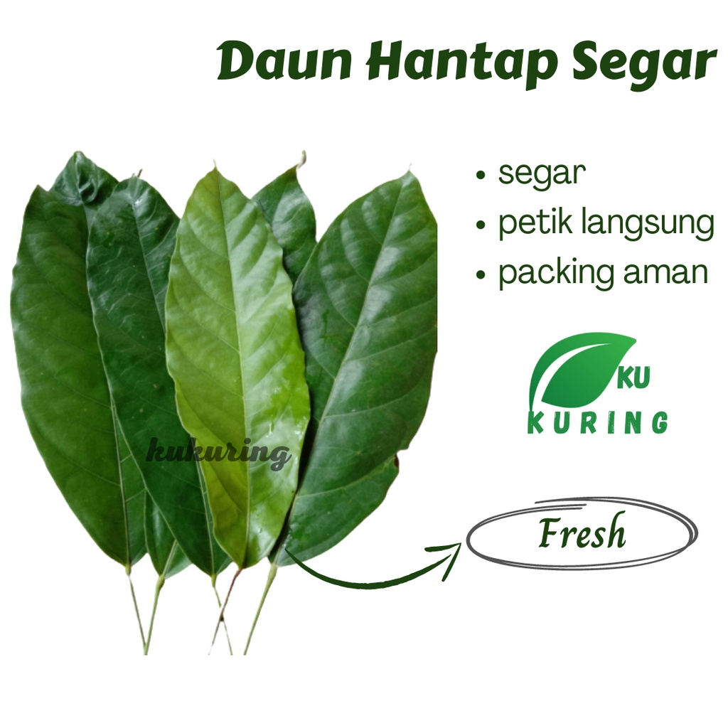 Jual Kukuring Herbal Daun Hantap Segar Gr Shopee Indonesia