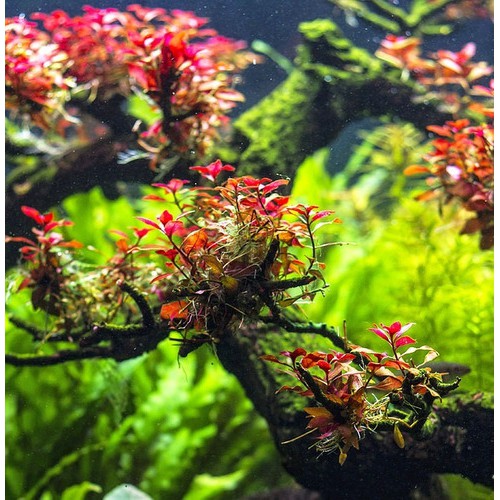 Jual Ludwigia Sp Red Mini Tanaman Aquascape Shopee Indonesia