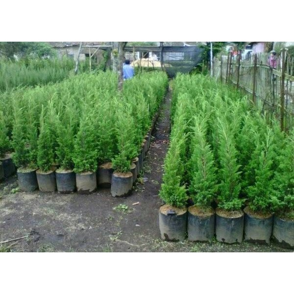 Jual Tanaman Cemara Lilin Cupressus Sempervirens Besar Tinggi 1 Meter