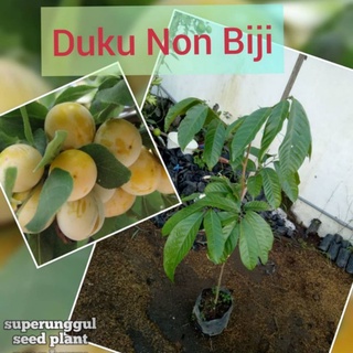 Jual Bibit Duku Tanpa Biji Super Shopee Indonesia