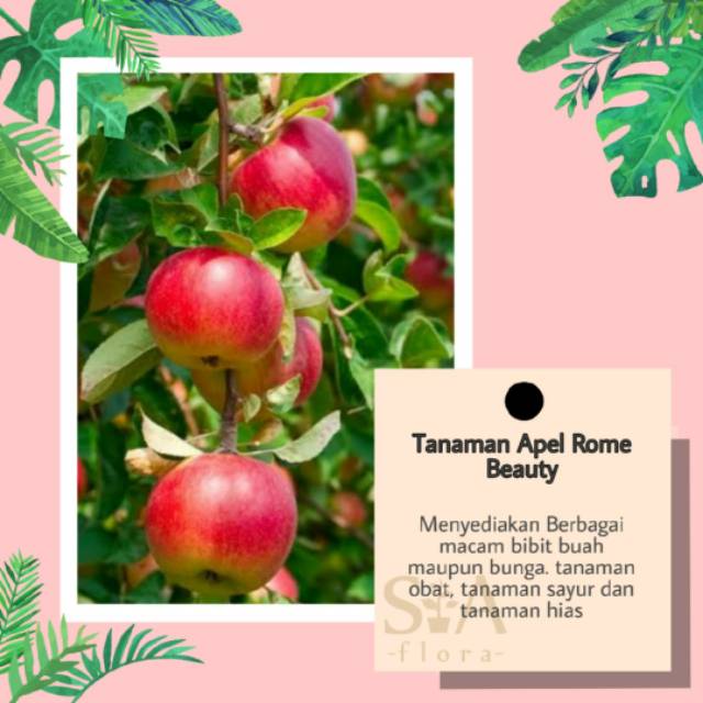 Jual Paket Bibit Tanaman Buah Apel Khas Malang Rome Beautu Anna